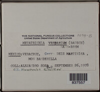 Metatrichia vesparium image